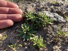 Dudleya variegata