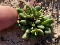 Dudleya variegata