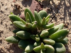 Dudleya variegata