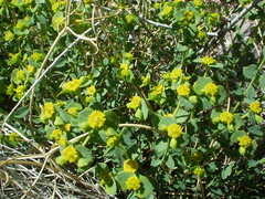 Euphorbia schizoloba