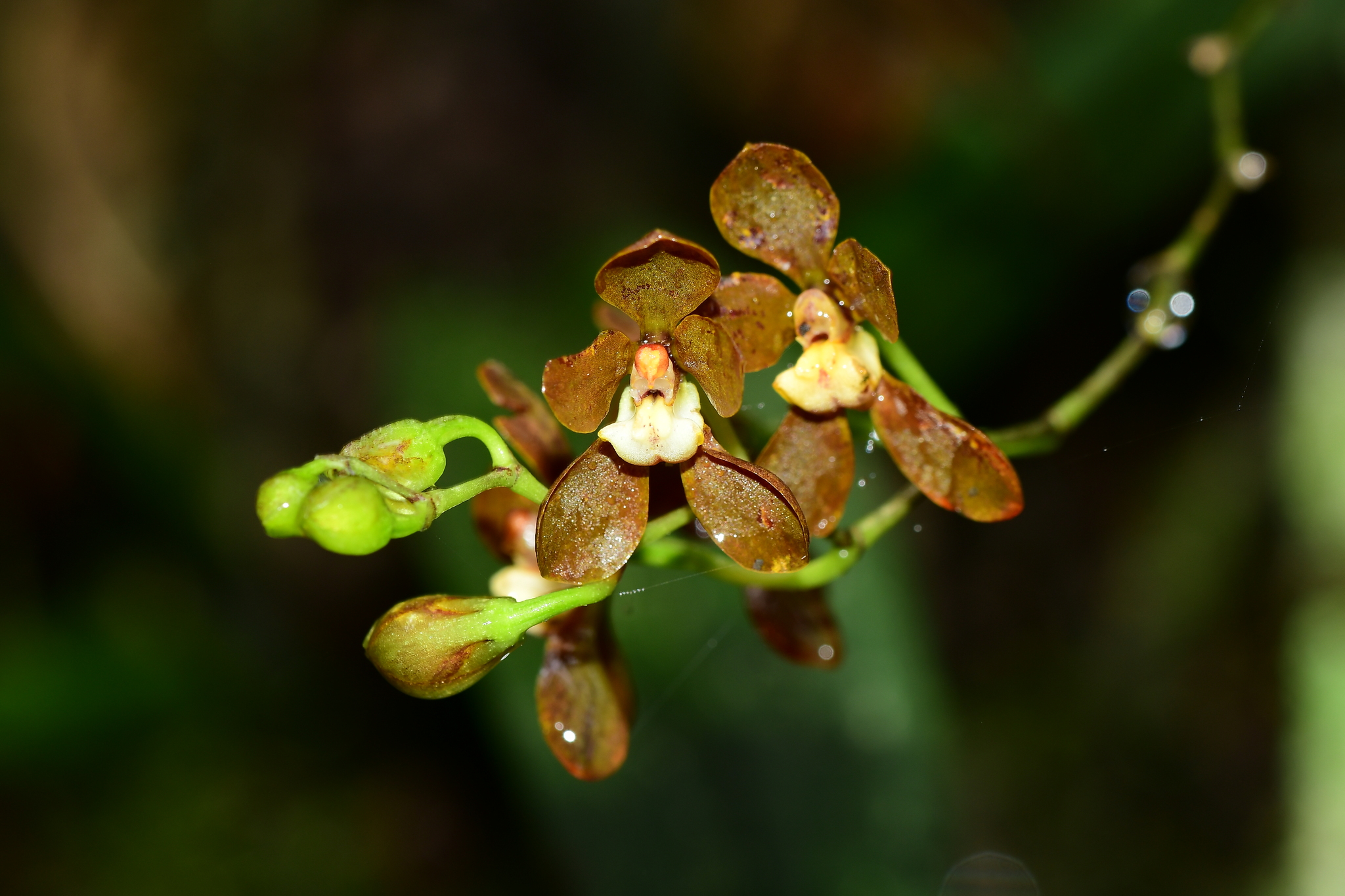Cyrtochilum confertum (Rchb.f.) Dalström