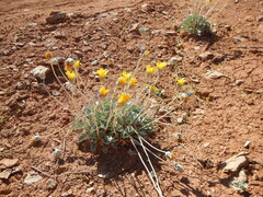 Enceliopsis nudicaulis