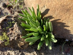 Dudleya variegata