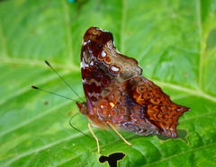 Hypanartia kefersteini
