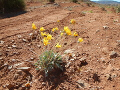 Enceliopsis nudicaulis