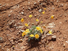 Enceliopsis nudicaulis