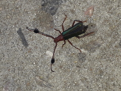 Compsocerus violaceus