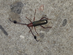 Compsocerus violaceus