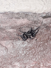 Latonigena auricomis