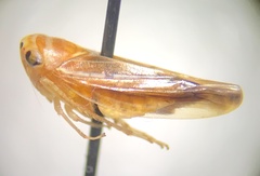 Idiodonus kennicotti