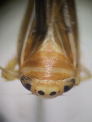 Idiodonus kennicotti