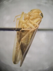 Idiodonus kennicotti