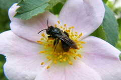 Andrena morio