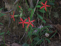 Silene virginica
