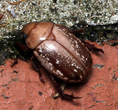 Anoplognathus concolor