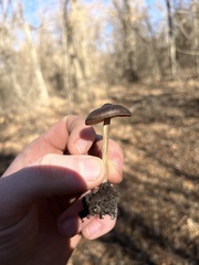 Entoloma vernum