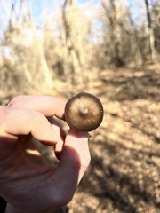 Entoloma vernum