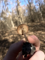 Entoloma vernum