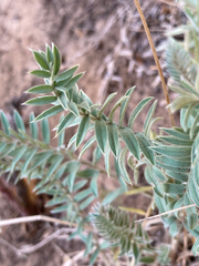 Oxytropis splendens