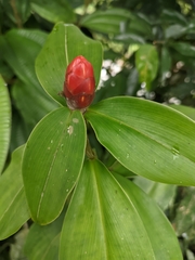 Costus spiralis