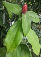 Costus spiralis