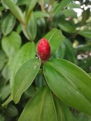 Costus spiralis