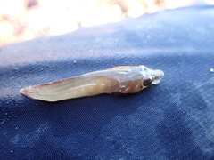 Lepadogaster candolii