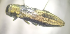 Agrilinae