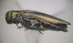 Agrilinae
