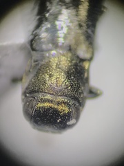 Agrilinae