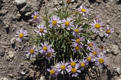 Erigeron nematophyllus