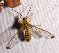 Isanthrene felderi