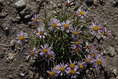 Erigeron nematophyllus