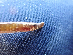 Nerophis lumbriciformis