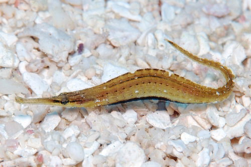 Choeroichthys observed 2010-11-14