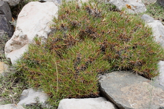 Acantholimon