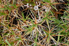 Acantholimon