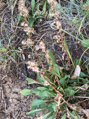 Solidago simplex