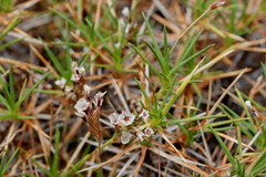 Acantholimon