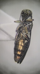 Agrilinae
