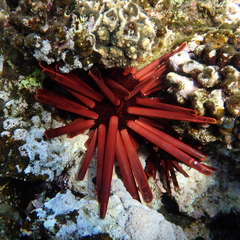 Heterocentrotus mamillatus