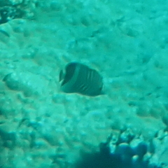 Chaetodon paucifasciatus