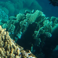 Millepora platyphylla