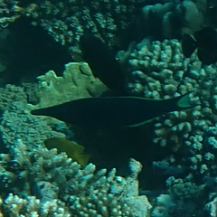 Gomphosus klunzingeri