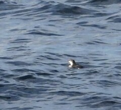 Synthliboramphus scrippsi