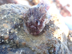 Taurulus bubalis