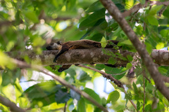 Ratufa bicolor