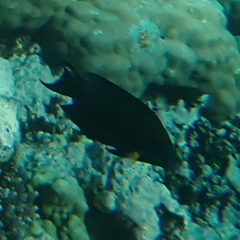 Ctenochaetus striatus