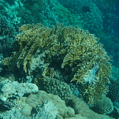 Millepora dichotoma