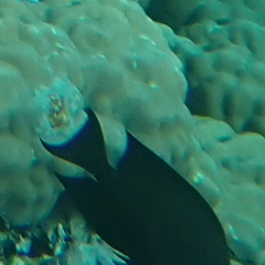 Ctenochaetus striatus